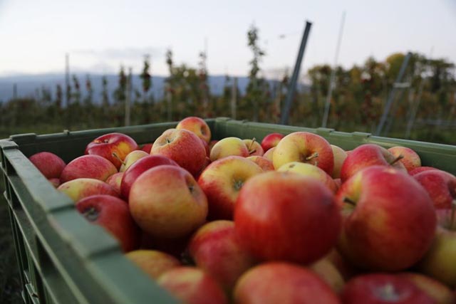 Apfelernte: Mitte August starten die frühen Sorten. Foto: ji