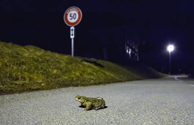 Eine Erdkröte unterwegs zu ihrem Laichgewässer. Foto: ©Matthias Sorg