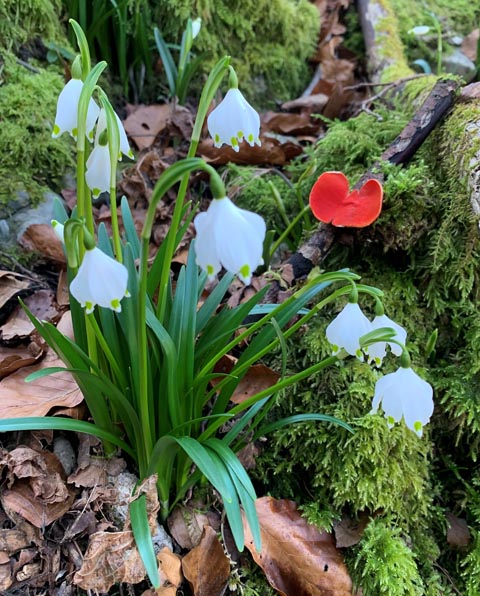 Beobachtet