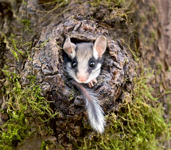 Maske, Schwanzquaste, grosse Ohren: Der Gartenschläfer ist unverwechselbar. Foto: © Biosphoto / Frédéric Desmette