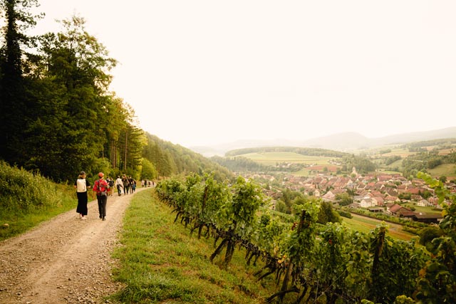Weinwanderung 2022 im Böztal. Foto: © Johannes Hofmann