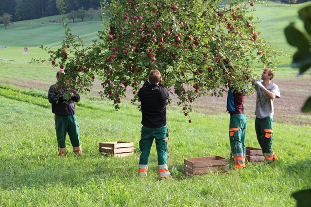 MBF beim Hochstamm-Äpfel ernten und der verarbeitete Hochstamm-Süssmost. Foto: © Jurapark Aargau