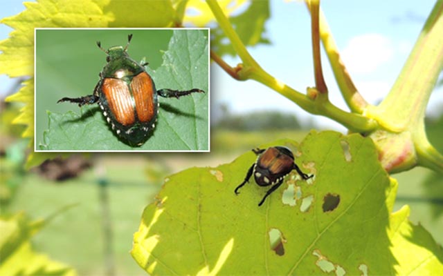 Grosses Bild: Japankäfer auf Weinrebe im Piemont; oben links: Japankäfer, der typisches Alarmverhalten zeigt. Foto: Cristina Marazzi, KPSD TI