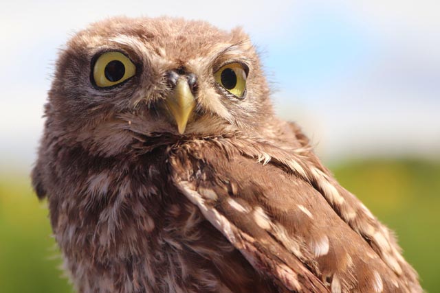 Oltingen: Der Steinkauz (Athene noctua) ist auf Baumhöhlen angewiesen, um zu brüten. Alte Obstbäume mit ihren Astlöchern und Höhlen sind genau richtig. Am liebsten frisst der Steinkauz Insekten, Mäuse und Würmer, die im Obstgarten reichlich vorkommen. Im Baselbiet ist die kleine Eule ausgestorben. Doch im Jahr 2023 hat erstmals wieder ein Steinkauzpaar in der Nordwestschweiz gebrütet. Der genaue Ort bleibt allerdings geheim. Foto © Manfred Richter, Pixabay