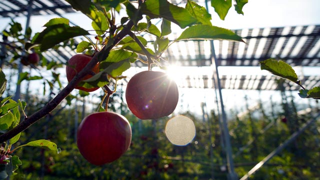 Die Obstbauanlage im Gegenlicht. Foto: Copyright Eva Föller, FiBL