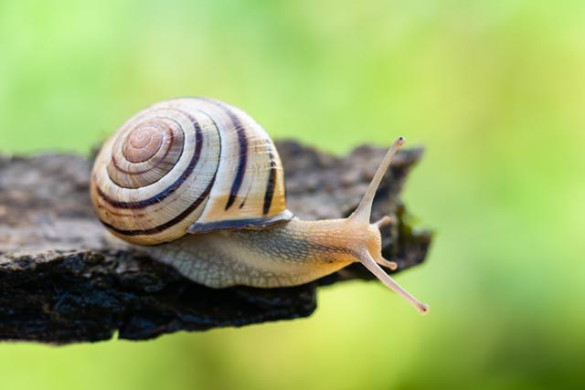 Die Hain-Schnirkelschnecke (Cepaea nemoralis) ist von Pro Natura zum Tier des Jahres 2025 gekürt worden. Als weit verbreitete «Bodenmacherin» steht sie für die Wichtigkeit des Bodenlebens. Foto: © Stéphane Vitzthum