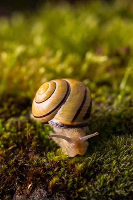 Die Hain-Schnirkelschnecke (Cepaea nemoralis) ist von Pro Natura zum Tier des Jahres 2025 gekürt worden. Als weit verbreitete «Bodenmacherin» steht sie für die Wichtigkeit des Bodenlebens. Fotos: © Stéphane Vitzthum