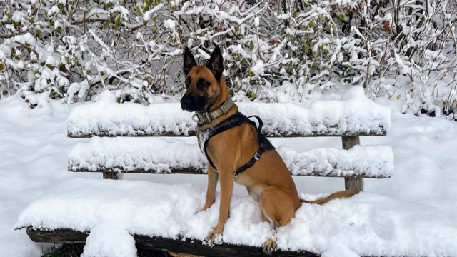 Diensthund Tyron. Foto: Polizei AG