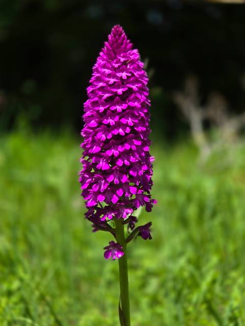 Eine Spitzorchis Anacamptis pyramidalis, zu deutsch Pyramiden-Hundswurz. Foto: Thomas Rubin