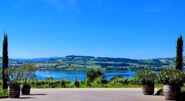 Ausblick auf den Sempachersee von der Weinmanufaktur Eichberg. Foto: zVg