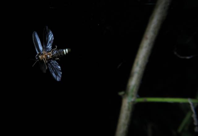 Männchen des Kleinen Leuchtkäfers im Flug 