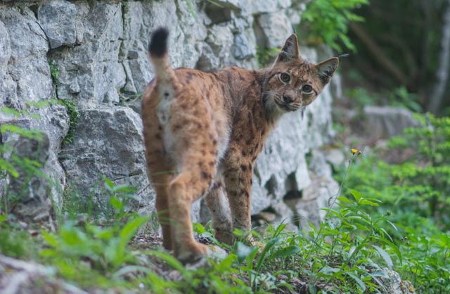 images/stories/Redaktion/2026/2624/26_24_luchs1.jpg#joomlaImage://local-images/stories/Redaktion/2026/2624/26_24_luchs1.jpg?width=640&height=418