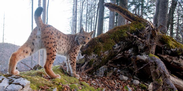 images/stories/Redaktion/2026/2624/26_24_luchs1.jpg#joomlaImage://local-images/stories/Redaktion/2026/2624/26_24_luchs1.jpg?width=640&height=418
